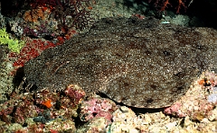 Raja Ampat 2016 - Eucrossorhinus Daypogon - Tasselled Wobbegon - Requin Tapis barbus - IMG_4289_rc